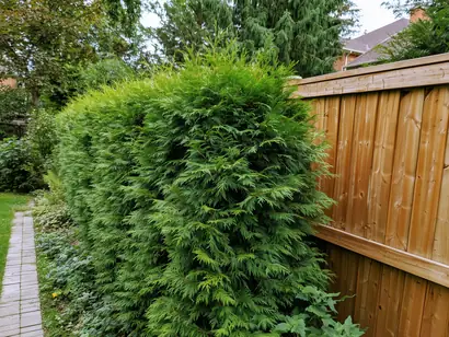 Neatly trimmed cedar hedge row along a wooden fence in a GTA backyard